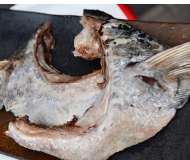 希少部位！マグロのカマ焼き