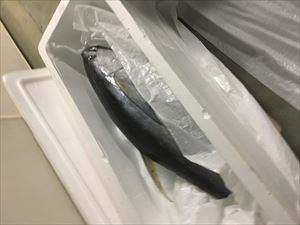 労働組合結成！記念式典にて、マグロ解体ショーーー！！！