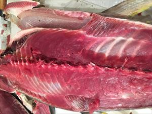 労働組合結成！記念式典にて、マグロ解体ショーーー！！！