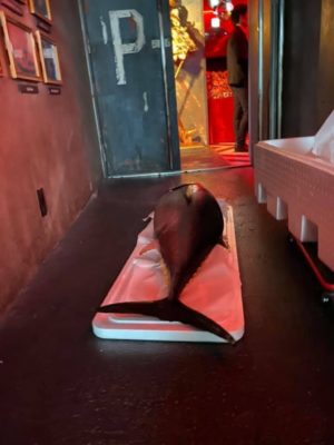 大阪のオシャレな会場でマグロ解体ショー