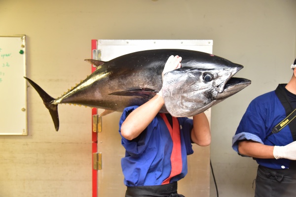 マグロ解体ショーでお馴染み 鮪達人がお伝えするマグロ小噺 マグロ解体ショーの鮪達人