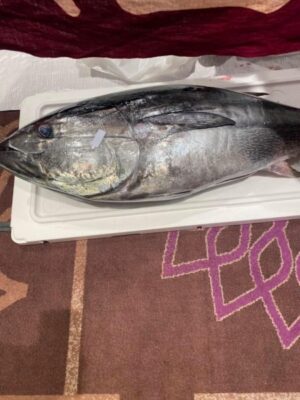 東京のゲストハウスでマグロ解体ショー