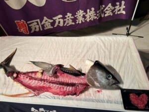 大阪市にあるゲストハウスでマグロ解体ショーを実施して参りました！