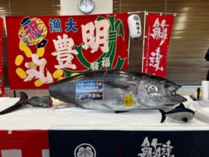 迫力満点！！100㌔越えの生天然本マグロの解体ショー！！